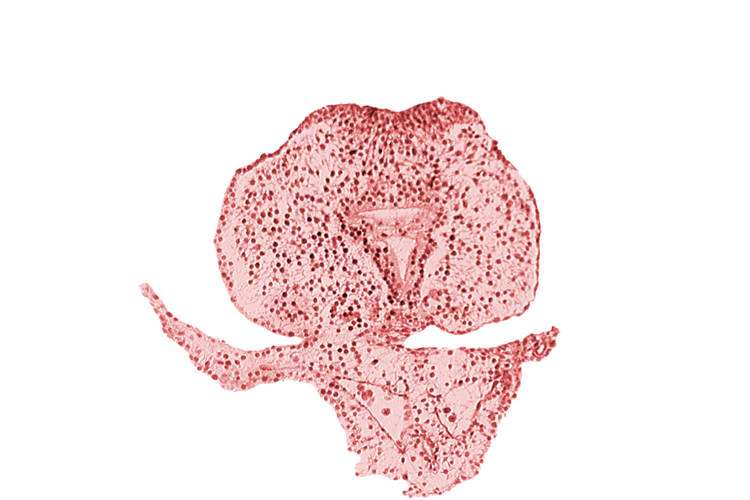 allantoic primordium, caudal eminence, caudal part of hindgut, left umbilical vein, neural plate, surface ectoderm, tail fold region