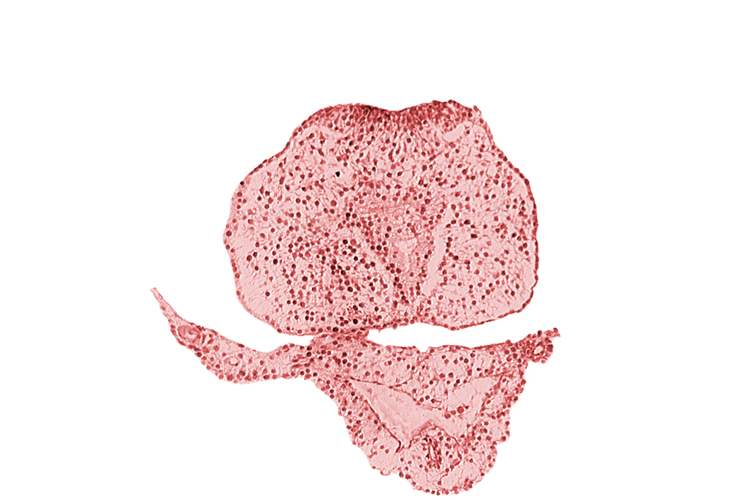 allantoic primordium, caudal edge of hindgut, caudal eminence, common umbilical vein, neural plate, surface ectoderm, tail fold region
