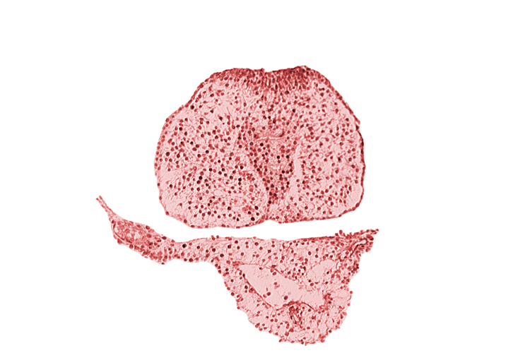 allantoic primordium, amnion, body stalk, caudal eminence, common umbilical vein, gastrulation (primitive) streak, hindgut endoderm, neural plate