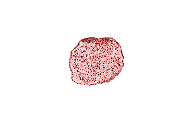 caudal eminence, gastrulation (primitive) streak, neural ectoderm, surface ectoderm of caudal eminence