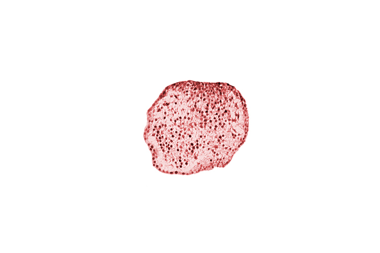 caudal eminence, caudal part of neural cord