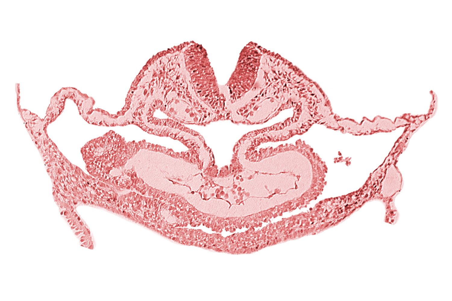 atrial canal, caudal edge of otic placode, dorsal aorta, edge of presumptive left atrium, hepatic plate, neural fold [rhombencephalon (Rh. C)], presumptive left atrium, presumptive right atrium