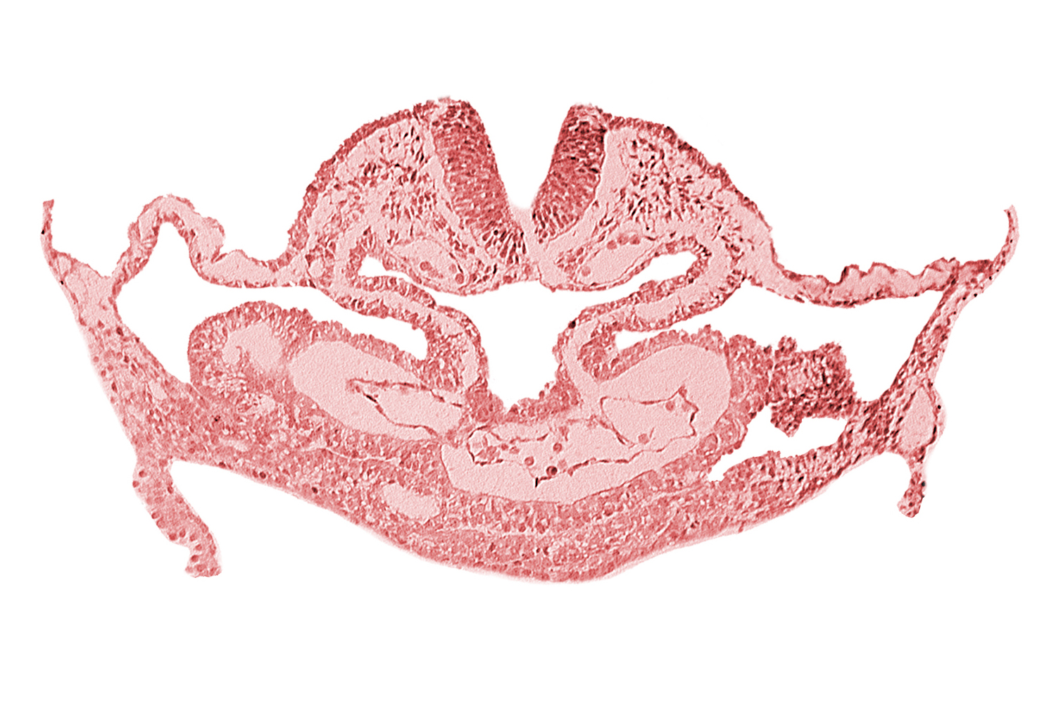 amnion attachment, atrial canal, caudal edge of otic placode, dorsal aorta, hepatic plate, neural fold [rhombencephalon (Rh. C)], presumptive left atrium, presumptive right atrium