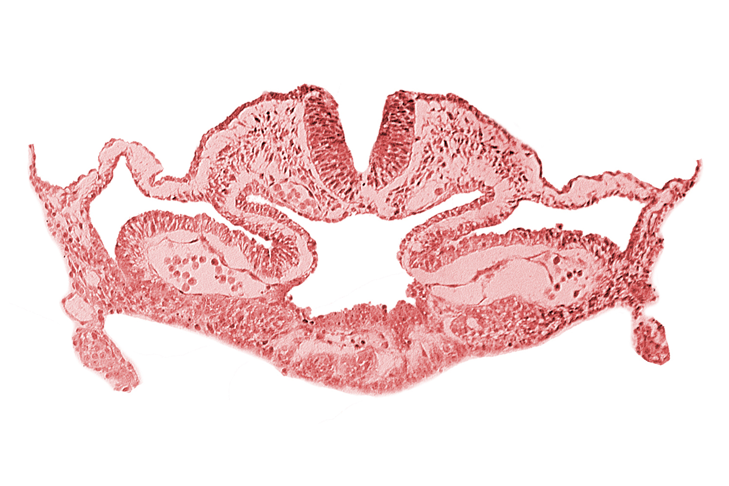 alar plate(s), basal plate, cephalic intestinal portal, dorsal aorta, head mesenchyme, hepatic plate / septum transversum region, neural fold [rhombencephalon (Rh. C)], notochordal plate, presumptive left atrium, presumptive right atrium, primordial pericardioperitoneal canal (pleural cavity), sulcus limitans