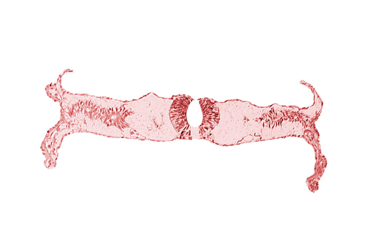 amnion attachment, dorsal aorta, midgut, neural fold (spinal cord), somite 4-5 intersegmental region, umbilical vesicle wall