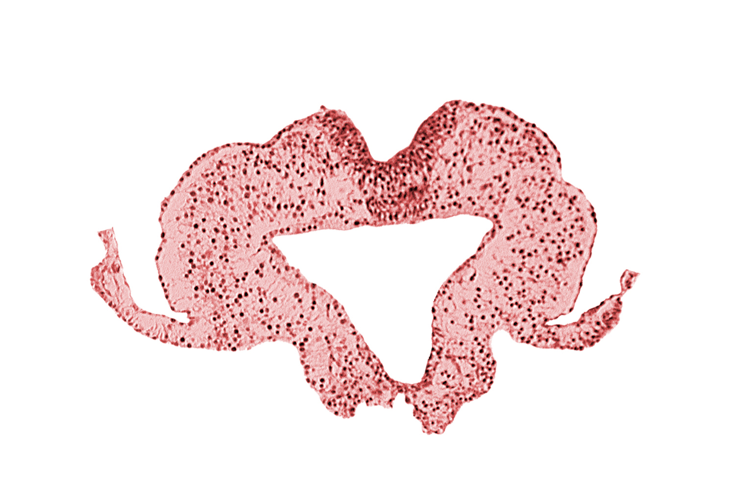 caudal intestinal portal, endoderm, transition region between notochordal plate and gastrulation streak