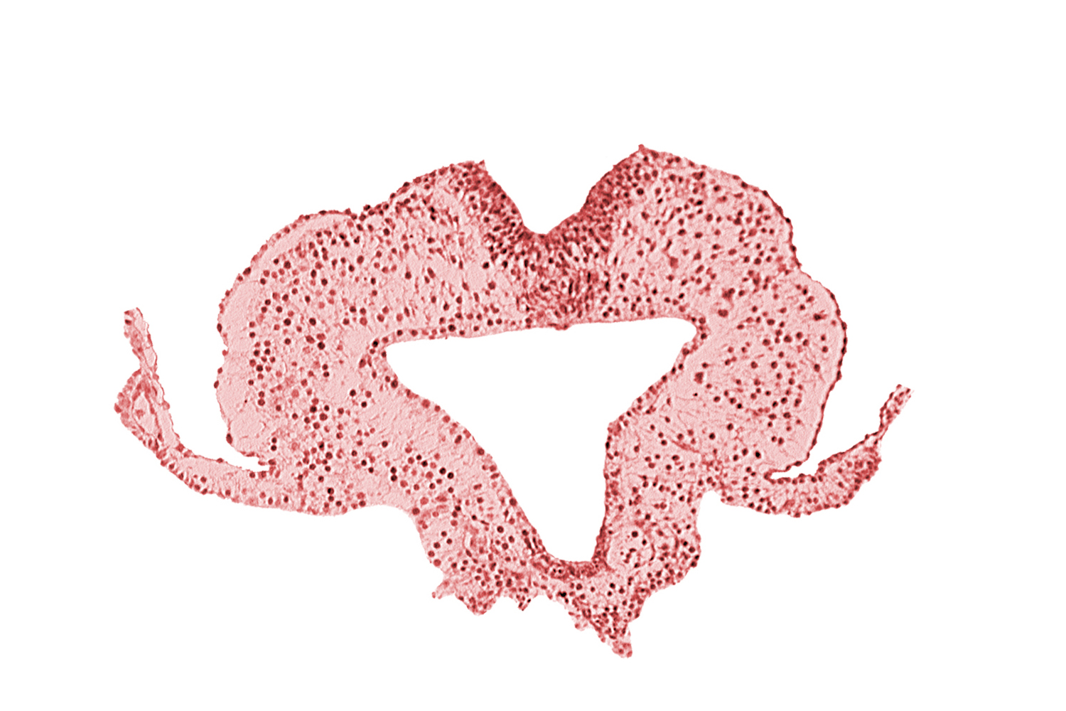 caudal intestinal portal, endoderm, transition region between notochordal plate and gastrulation streak