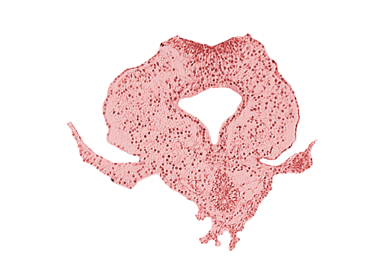 allantoic primordium, body stalk, gastrulation (primitive) streak, hindgut, neural plate, right umbilical vein, tail fold region
