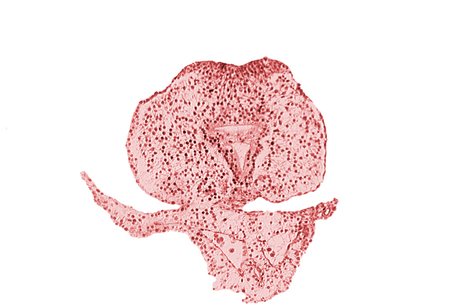 allantoic primordium, caudal eminence, caudal part of hindgut, left umbilical vein, neural plate, surface ectoderm, tail fold region