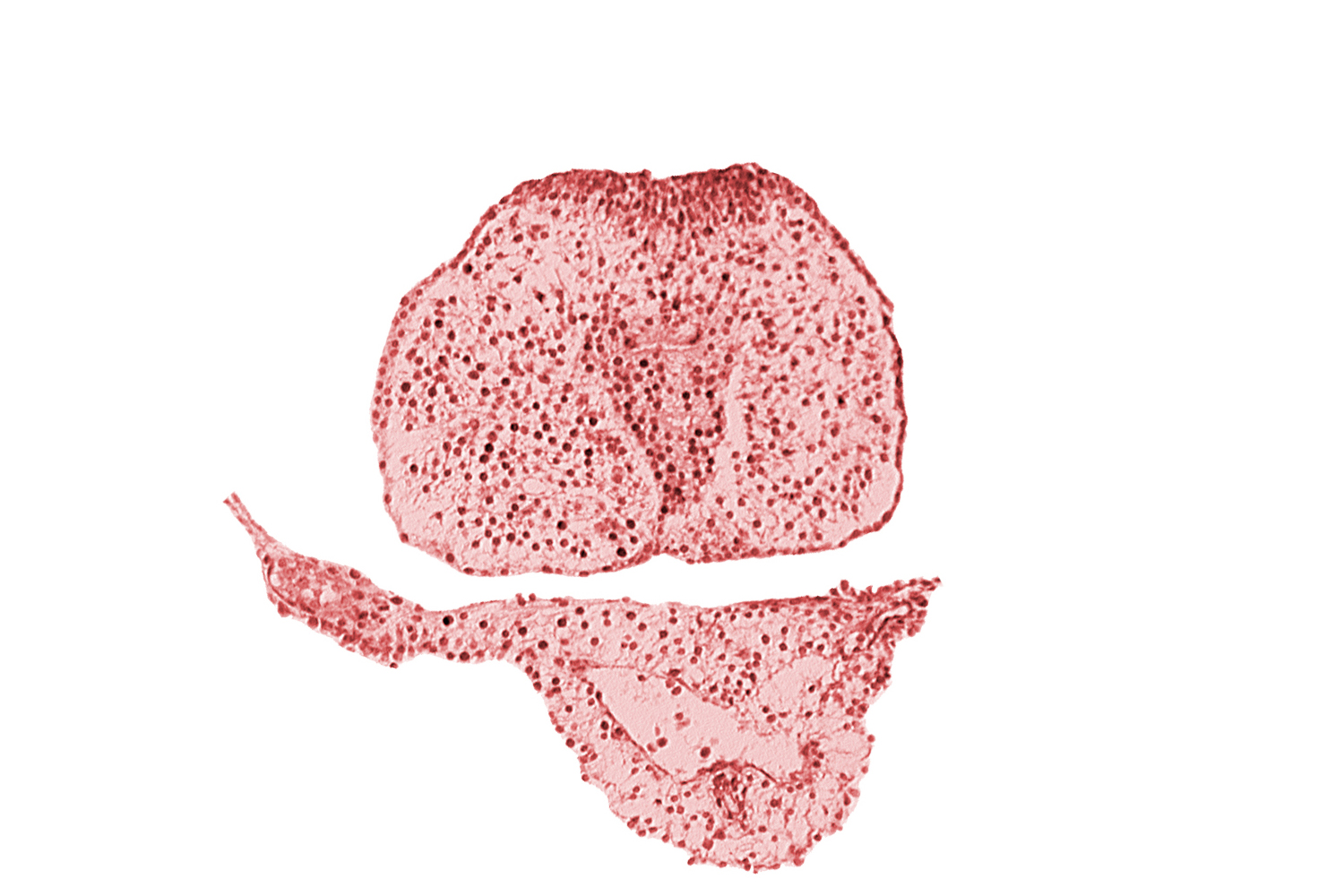 allantoic primordium, amnion, body stalk, caudal eminence, common umbilical vein, gastrulation (primitive) streak, hindgut endoderm, neural plate