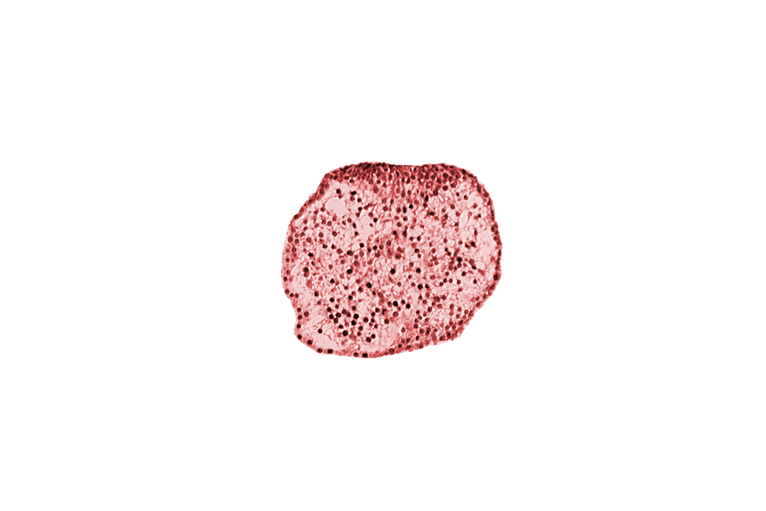 caudal eminence, gastrulation (primitive) streak, neural ectoderm, surface ectoderm of caudal eminence