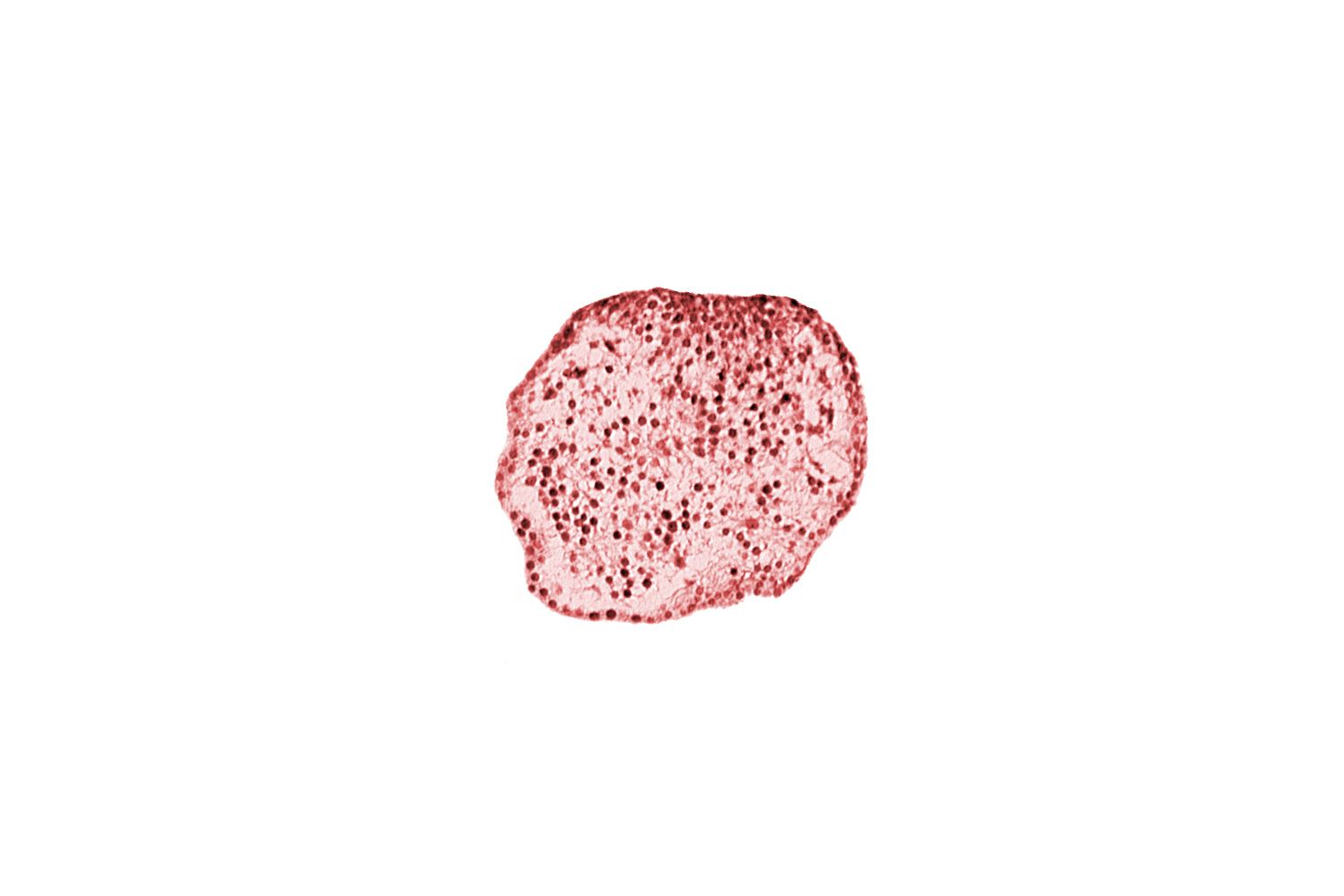caudal eminence, caudal part of neural cord