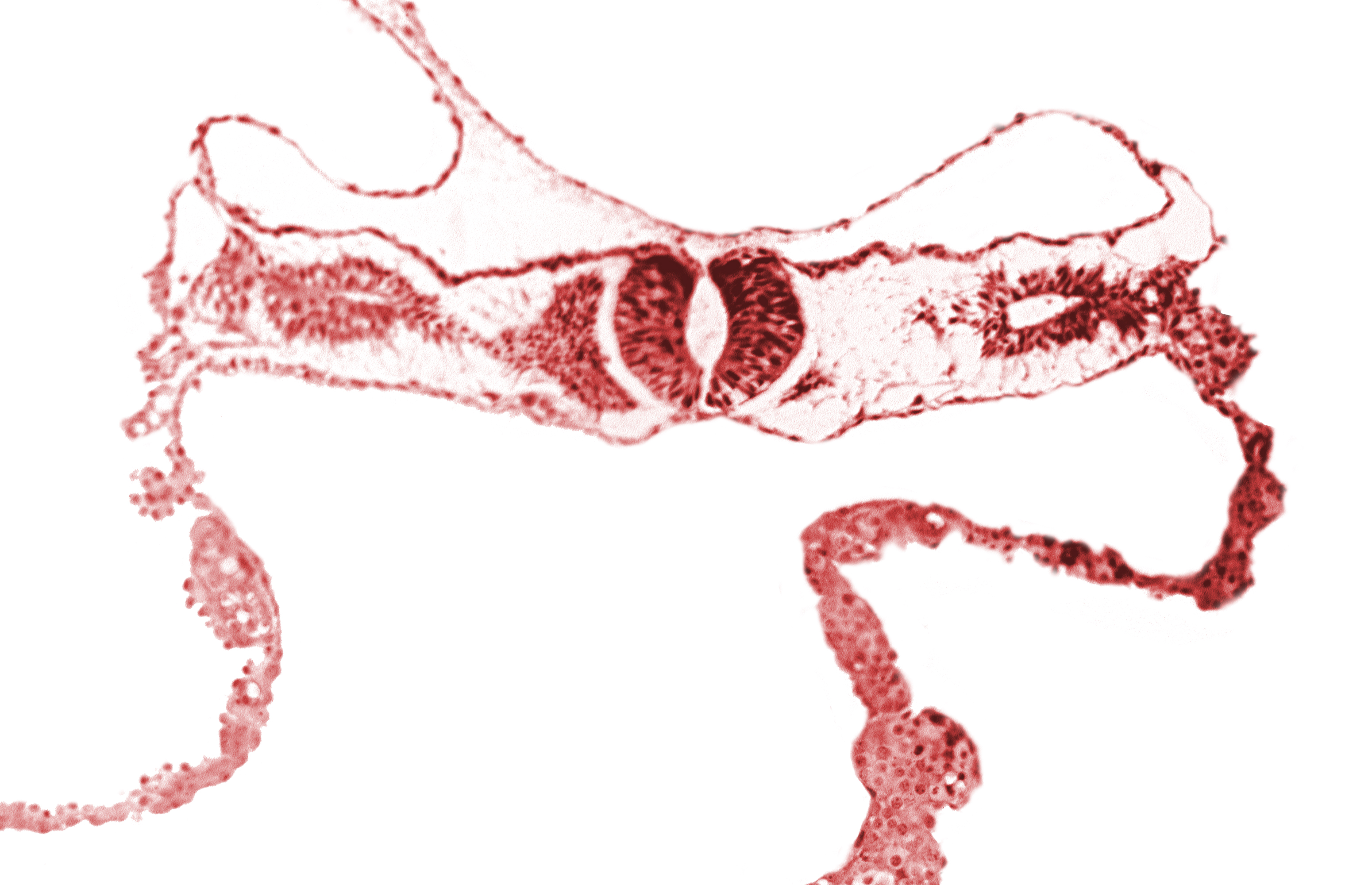 junction area of neural folds [rhombencephalon (Rh. D)], notochordal plate, primordial peritoneal cavity, somite 2-3 intersegmental region