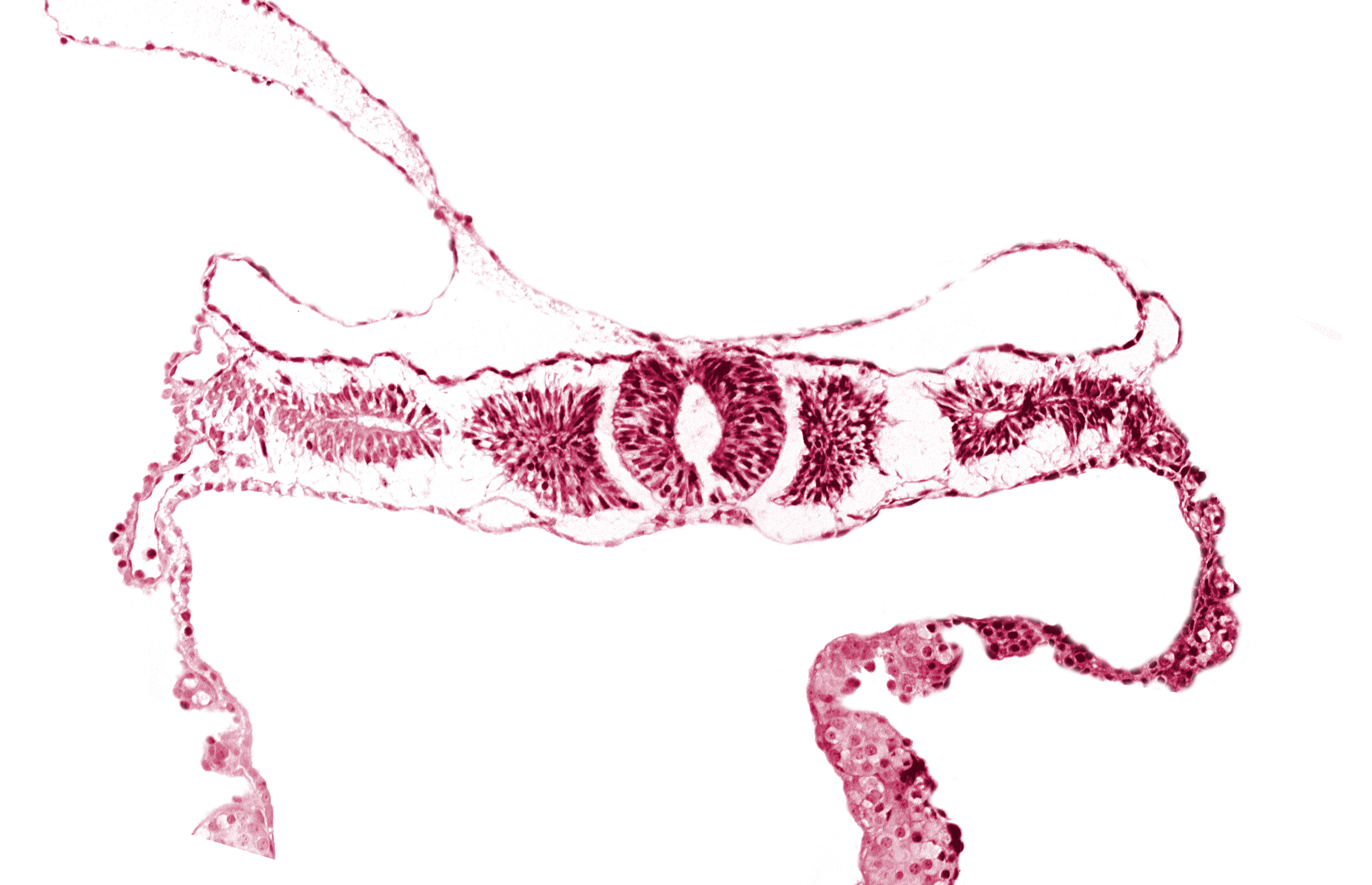 caudal end of somite 3 (O-3), dorsal aorta, endoderm, midgut, sulcus limitans, surface ectoderm