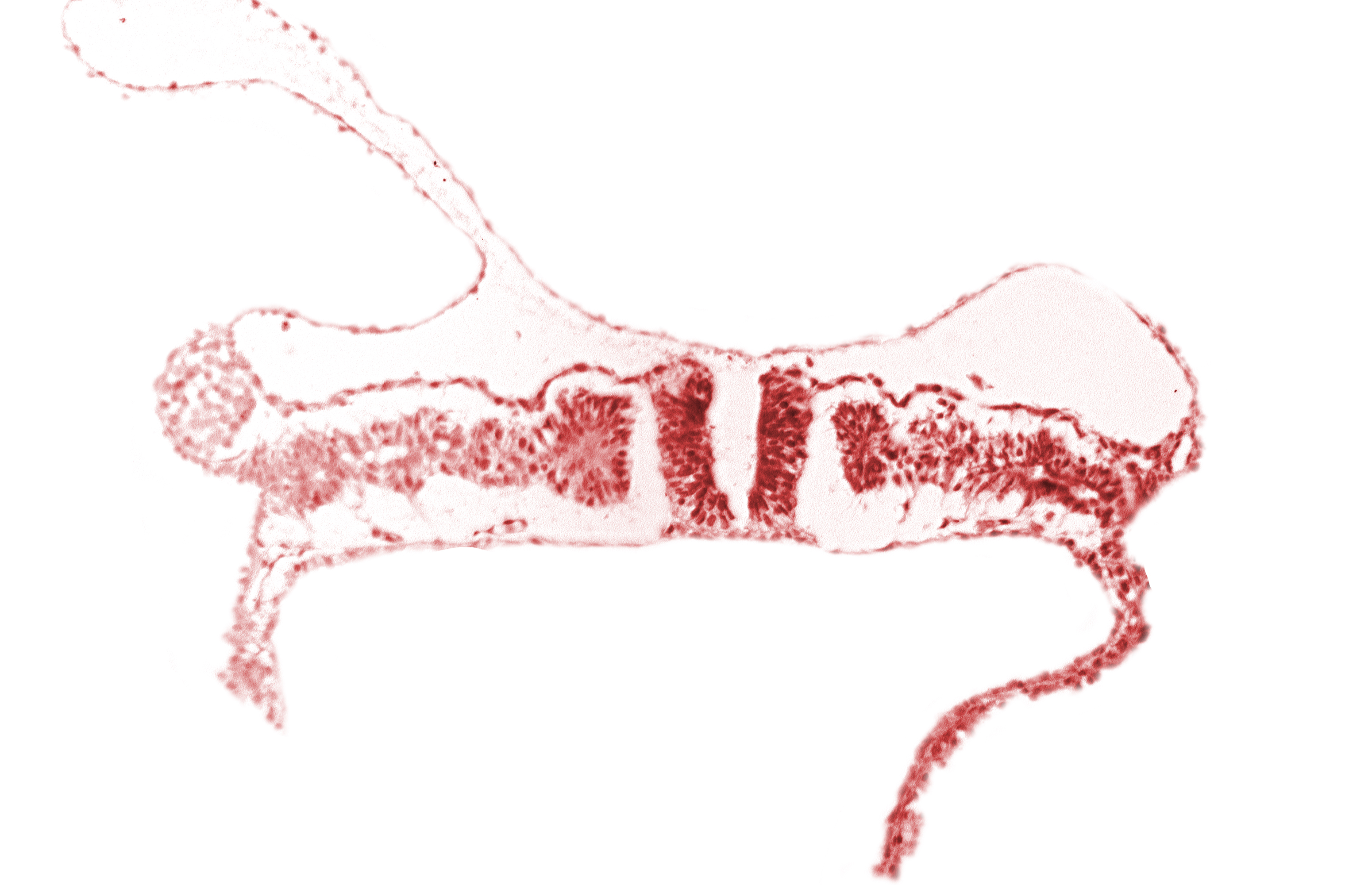 dorsal aorta, nephrogenic cord, somite 7 (C-3)