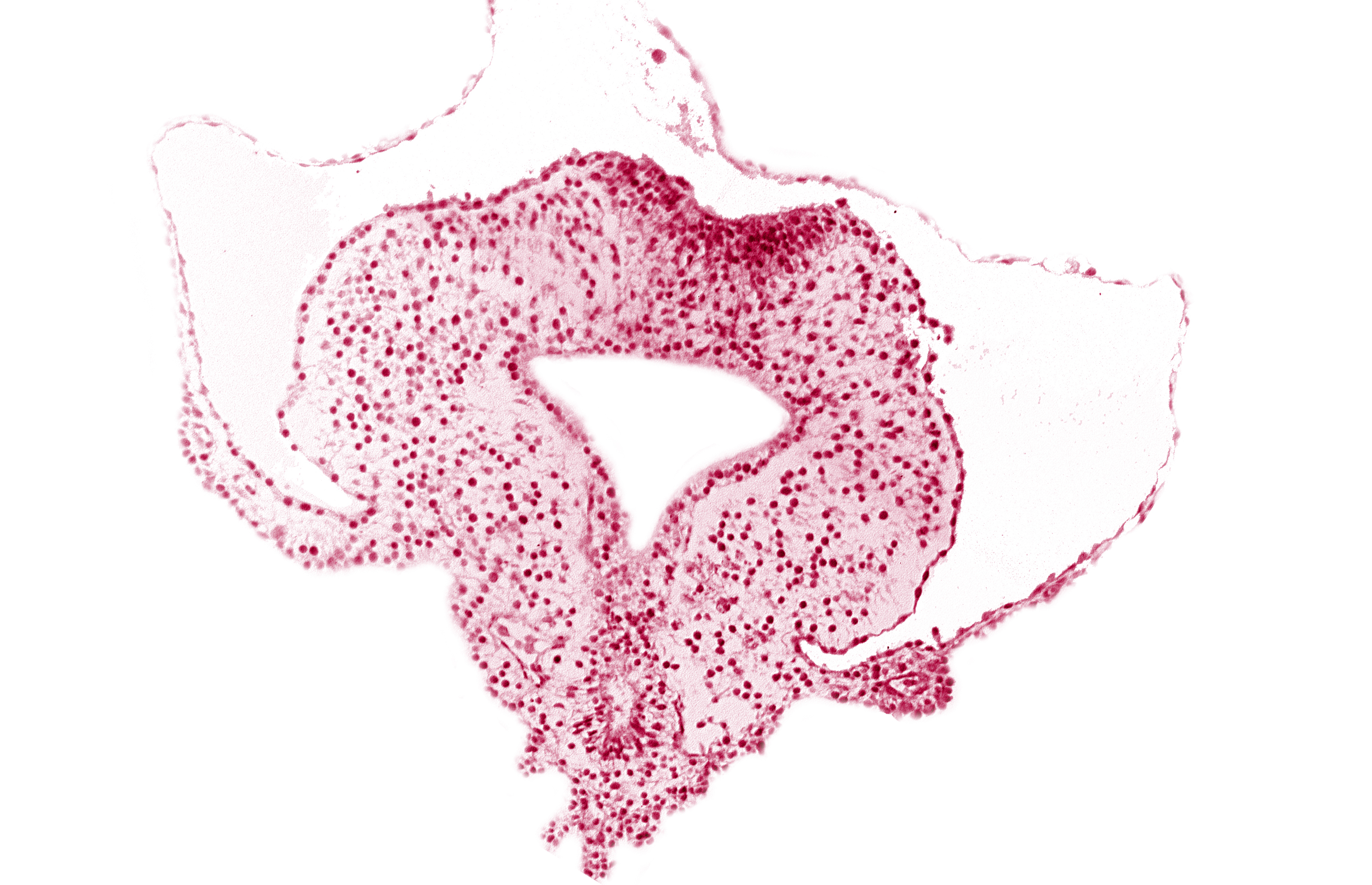 allantoic primordium, amnion attachment, gastrulation (primitive) streak, hindgut, neural plate, right umbilical vein, tail fold region