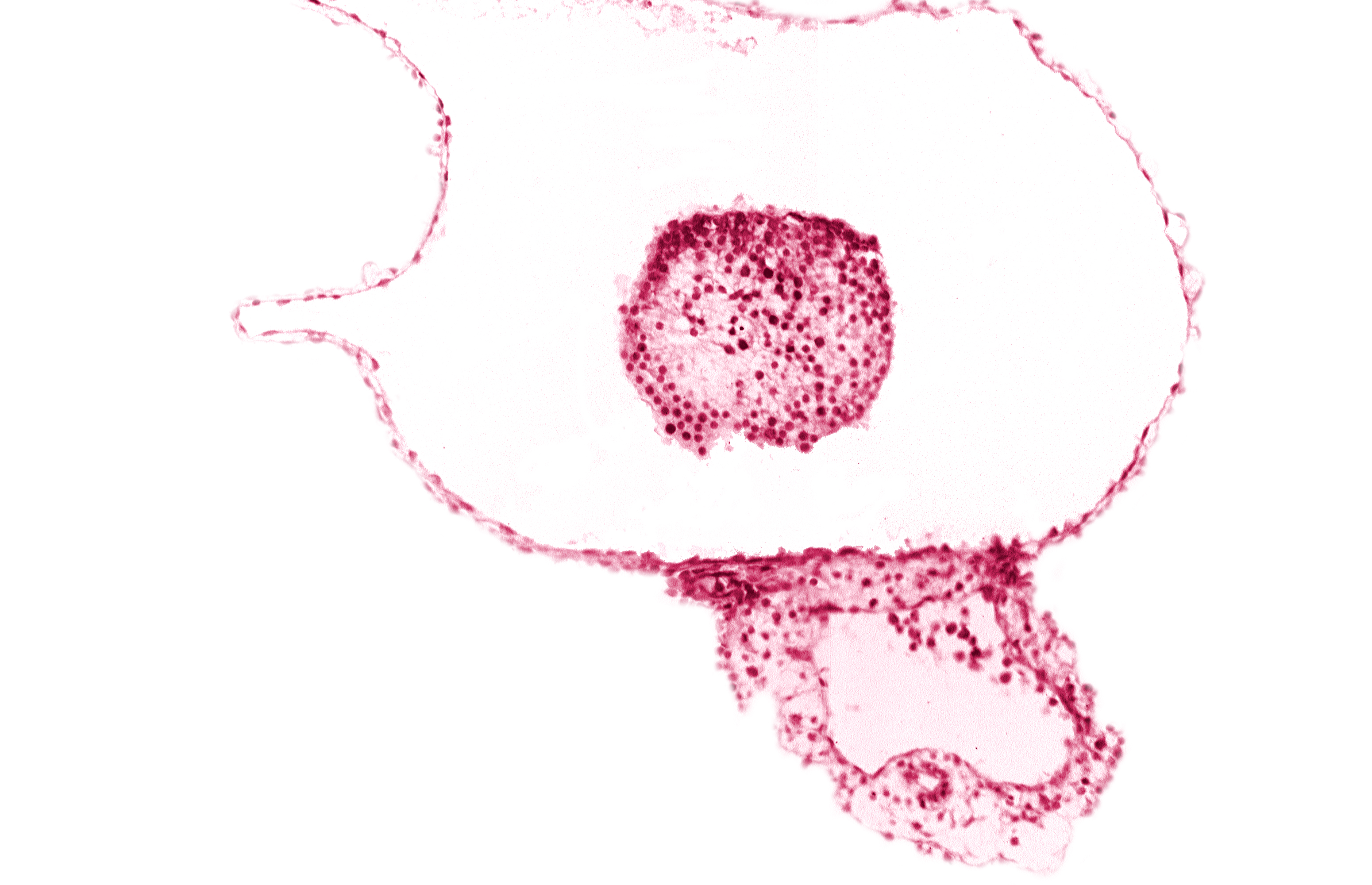 caudal part of caudal eminence