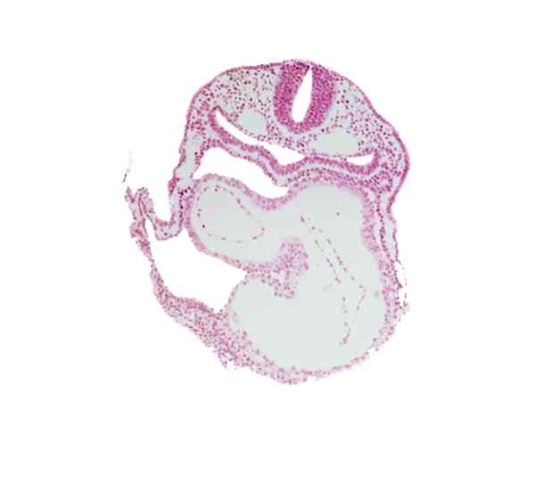 atrioventricular canal, caudal part of respiratory primordium, left atrium, left ventricle, rhombencephalon (Rh. 7), right atrium, vagal neural crest (CN X)
