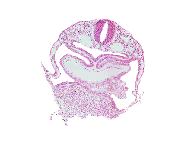 caudal edge of left ventricle, dorsal aorta, left atrium, mesocardium, pericardial cavity, right atrium, septum transversum