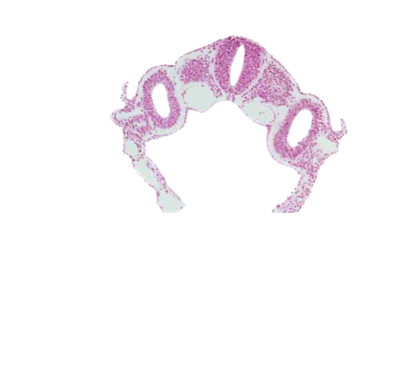 amnion attachment, dermatomyotome 4 (O-4) , dorsal aorta, extra-embryonic endoderm, extra-embryonic mesoderm, hypoglossal neural crest (CN XII), left umbilical vein, midgut, peritoneal cavity (coelom), rhombencephalon (Rh. D), right umbilical vein, umbilical vesicle cavity, vitelline (omphalomesenteric) vein