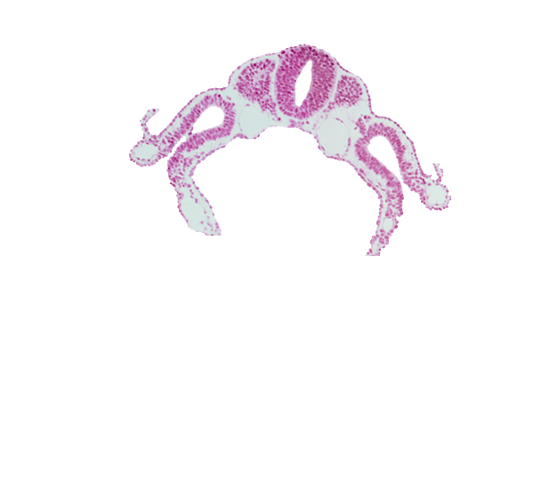 amnion attachment, caudal part of dermatomyotome 5 (C-1), communication between peritoneal cavity and extra-embryonic coelom, intermediate mesenchyme, left umbilical vein, neural crest, notochord, right umbilical vein, spinal part of neural tube, sulcus limitans, vitelline (omphalomesenteric) vein