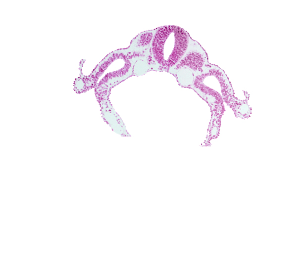 amnion attachment, cephalic part of dermatomyotome 6 (C-2), dorsal aorta, endoderm, intermediate mesenchyme, spinal part of neural tube