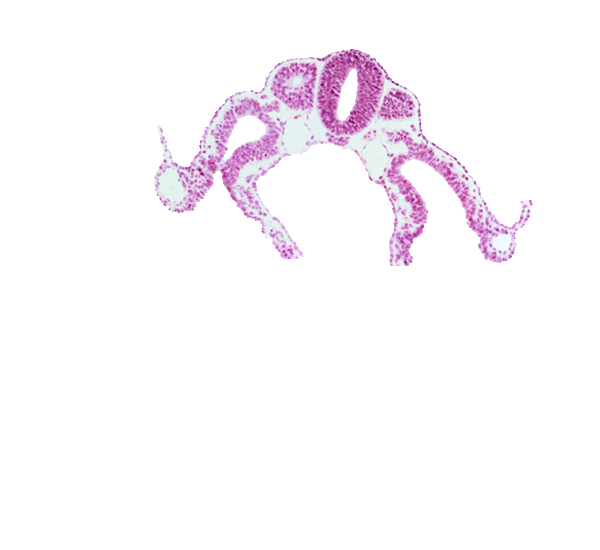 amnion attachment, amniotic cavity, caudal part of dermatomyotome 7 (C-3), dorsal aorta, midgut, somatopleure, splanchnopleure