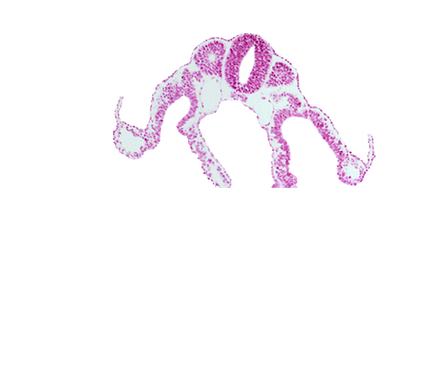 amnion attachment, amniotic cavity, caudal part of dermatomyotome 8 (C-4), dorsal aorta, extra-embryonic coelom, intermediate mesenchyme, lateral body fold