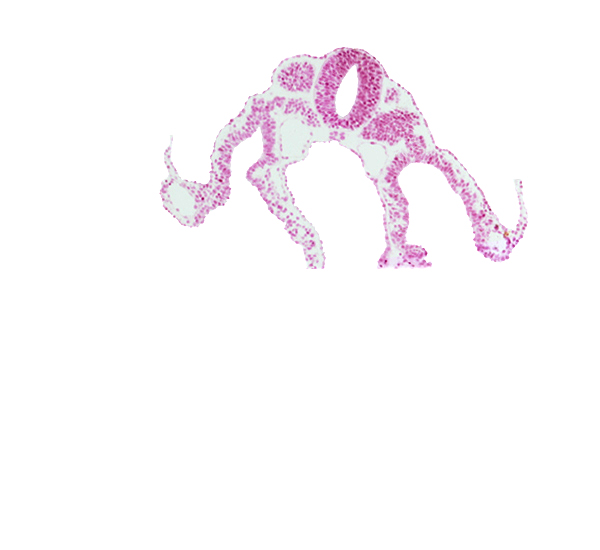 caudal edge of dermatomyotome 8 (C-4), cephalic part of dermatomyotome 9 (C-5), dorsal aorta, intermediate mesenchyme, midgut, surface ectoderm