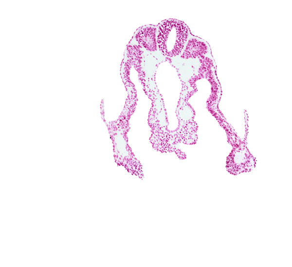 caudal part of umbilical vesicle cavity, communication between peritoneal cavity and extra-embryonic coelom, dorsal aorta, intermediate mesenchyme, left umbilical vein, neural tube, right umbilical vein, somite 11 (C-7), vitelline (omphalomesenteric) vein