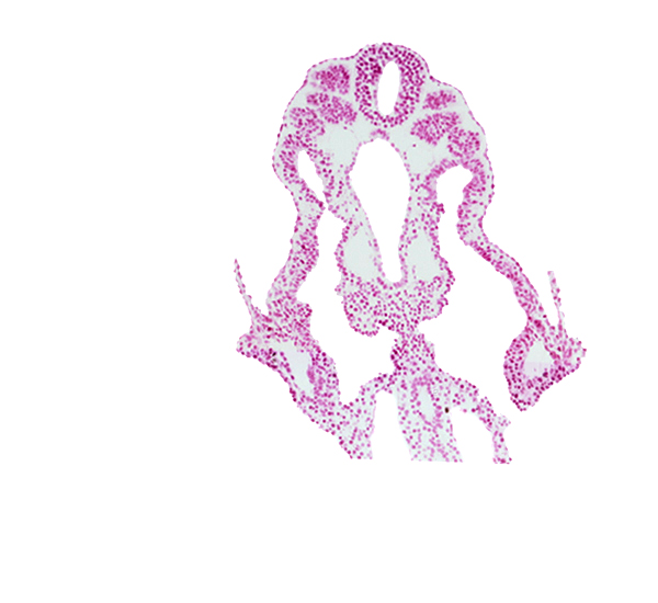 caudal intestinal portal, caudal part of somite 11 (C-7), cephalic part of somite 12 (C-8), continuity of allantois, endoderm, notochord, right umbilical vein