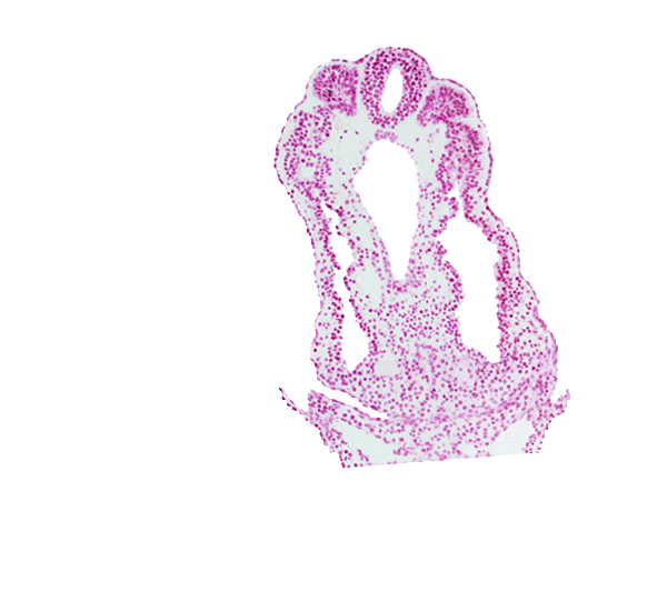 allantois, amnion attachment, dorsal aorta, endoderm, hindgut, intermediate mesenchyme, left umbilical vein, peritoneal cavity (coelom), right umbilical vein, somite 12 (C-8), spinal part of neural tube, tail fold region