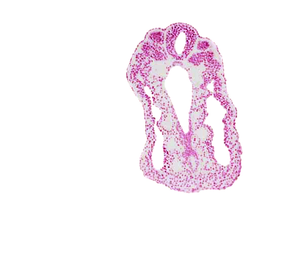 allantois, caudal part of somite 12 (C-8), cephalic part of somite 13 (T-1), dorsal aorta, dorsal aorta plexus, hindgut, junction of allantois and hindgut, somite 12-13 intersegmental region