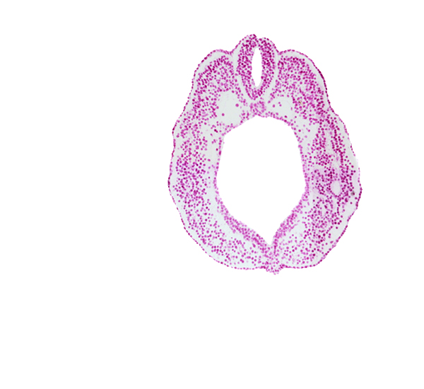 caudal edge of peritoneal cavity (coelom), cloacal membrane, cloacal part of hindgut, dorsal aorta, notochord, paraxial mesoderm, somatopleure, spinal part of neural tube, splanchnopleure