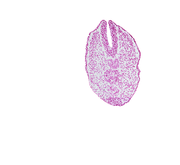 caudal edge of endoderm, caudal eminence, caudal part of notochord, paraxial mesoderm