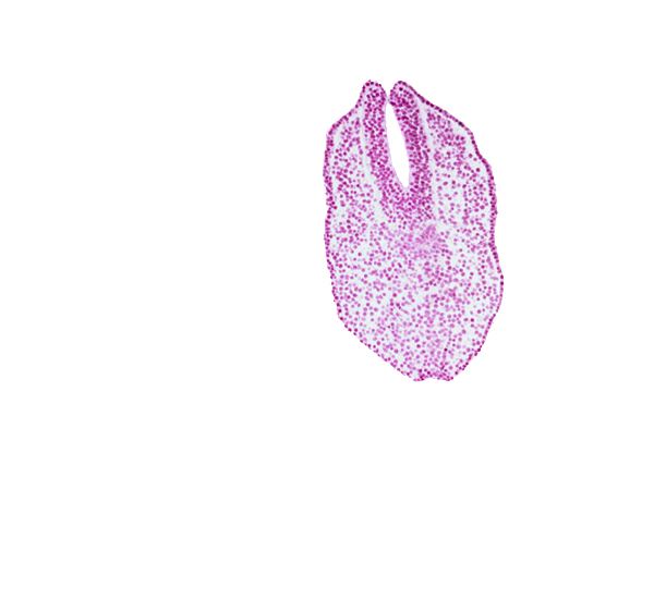 amniotic cavity, caudal edge of neural plate, caudal edge of notochord, caudal eminence, caudal neuropore, gastrulation (primitive) streak, neural fold, paraxial mesoderm