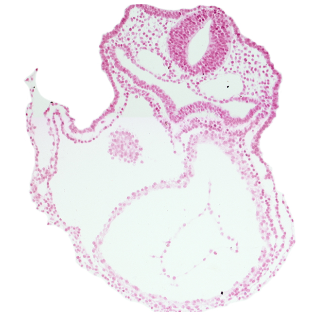 amnion attachment, cephalic edge of right atrium (epimyocardium), dorsal aorta, dorsal intersegmental artery, edge of atrioventricular canal, foregut, lateral pharyngeal recess, left ventricle, otic placode, pericardial cavity, respiratory primordium, rhombencephalon (Rh. 5)