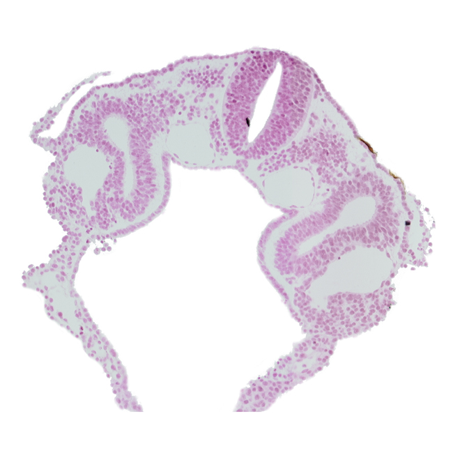 amniotic cavity, dermatomyotome 3 (O-3) , dorsal aorta, left horn of sinus venosus, midgut, notochord, right horn of sinus venosus, sclerotome, umbilical vesicle cavity, umbilical vesicle wall