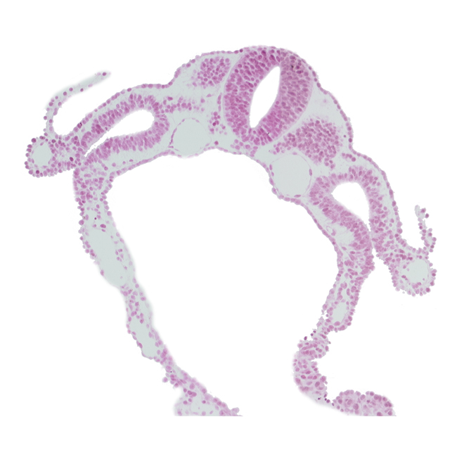 amnion attachment, cephalic part of dermatomyotome 6 (C-2), dorsal aorta, endoderm, intermediate mesenchyme, spinal part of neural tube