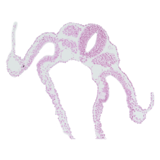 amniotic cavity, cephalic part of dermatomyotome 8 (C-4), intermediate mesenchyme, midgut, notochord, umbilical vesicle cavity