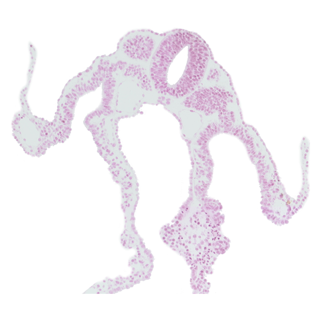 caudal edge of dermatomyotome 8 (C-4), cephalic part of dermatomyotome 9 (C-5), dorsal aorta, intermediate mesenchyme, midgut, surface ectoderm