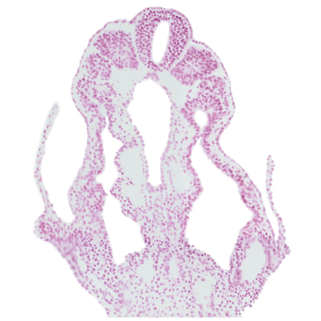 allantois, connecting stalk, dorsal aorta, hindgut, left umbilical artery, left umbilical vein, left vitelline (omphalomesenteric) vein, neural tube, peritoneal cavity (coelom), right umbilical artery, right umbilical vein, right vitelline (omphalomesenteric) vein, somite 12 (C-8)