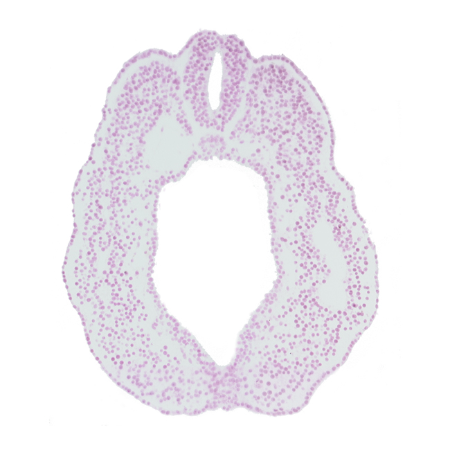 caudal part of peritoneal cavity (coelom), cloacal membrane, cloacal part of hindgut, dorsal aorta, dorsal aorta plexus, endoderm, fusing neural folds, intermediate mesenchyme, lumen of neural tube, paraxial mesoderm, perinotochordal lamina, somatopleure, splanchnopleure, surface ectoderm