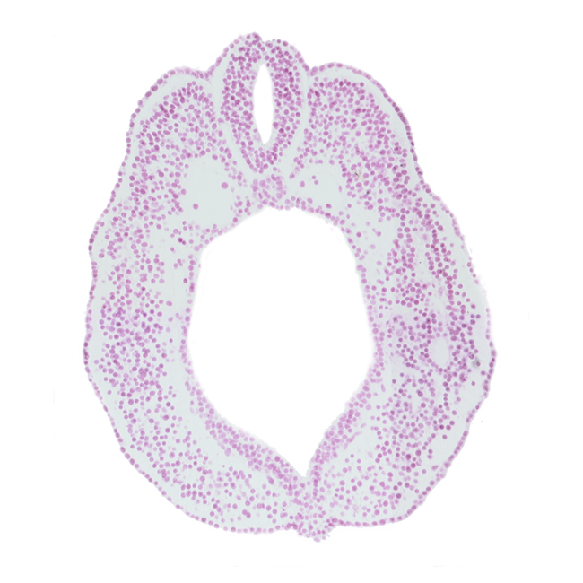 caudal edge of peritoneal cavity (coelom), cloacal membrane, cloacal part of hindgut, dorsal aorta, notochord, paraxial mesoderm, somatopleure, spinal part of neural tube, splanchnopleure