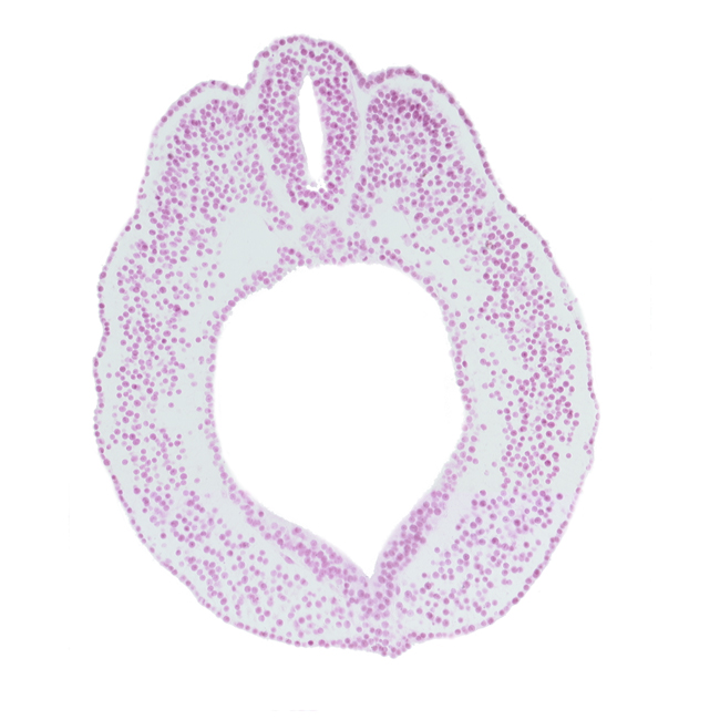 caudal edge of cloacal membrane, cloacal part of hindgut, dorsal aorta, dorsal aorta plexus, endoderm, lateral mesoderm, notochord, paraxial mesoderm, spinal part of neural tube, surface ectoderm