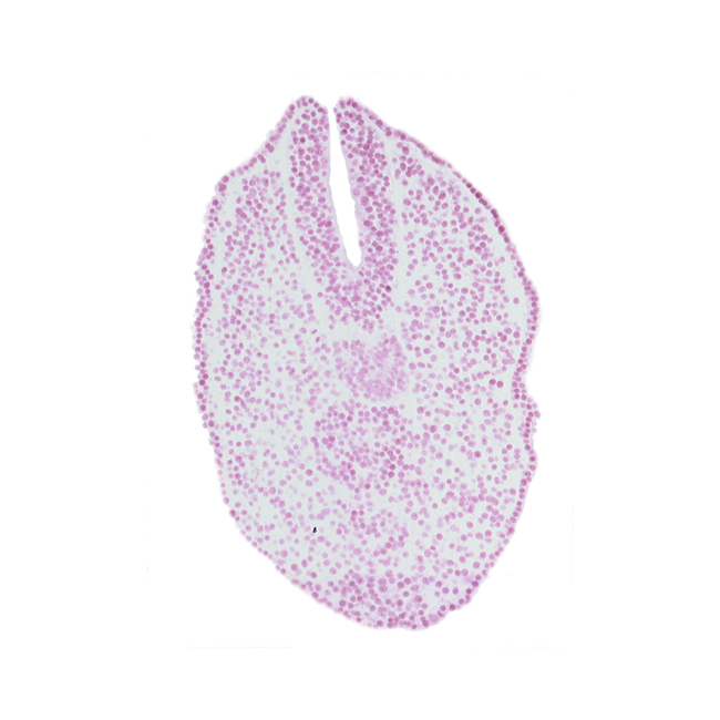 caudal edge of endoderm, caudal eminence, caudal part of notochord, paraxial mesoderm