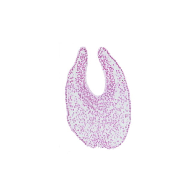 caudal eminence, gastrulation (primitive) streak, junction of neural ectoderm and surface ectoderm, neural ectoderm, neural groove, neural plate, paraxial mesoderm, surface ectoderm