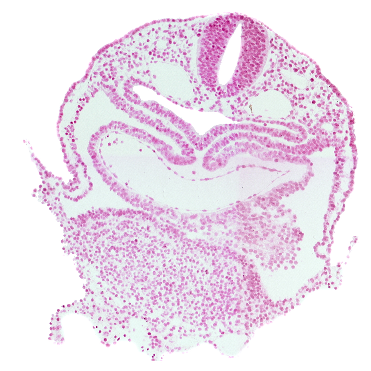 caudal edge of left ventricle, dorsal aorta, left atrium, mesocardium, pericardial cavity, right atrium, septum transversum