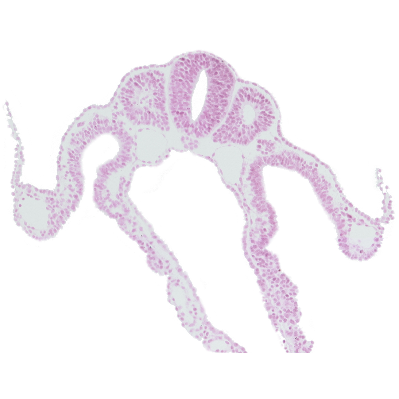 amnion attachment, dermatomyotome 8 (C-4), endoderm, intermediate mesenchyme, midgut, notochord, somitocoel 8