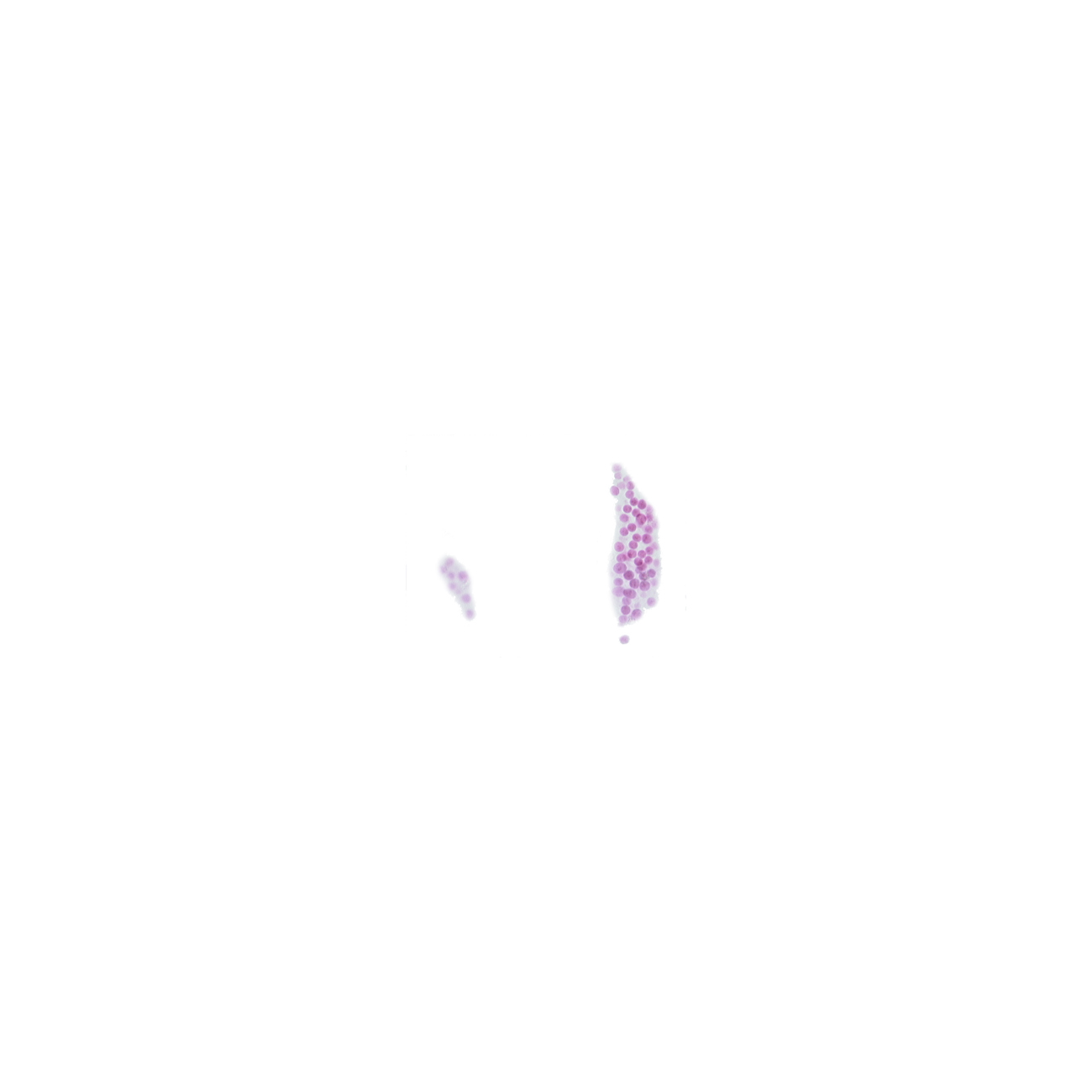 edge of junction of neural fold and surface ectoderm, tangentially cut surface ectoderm